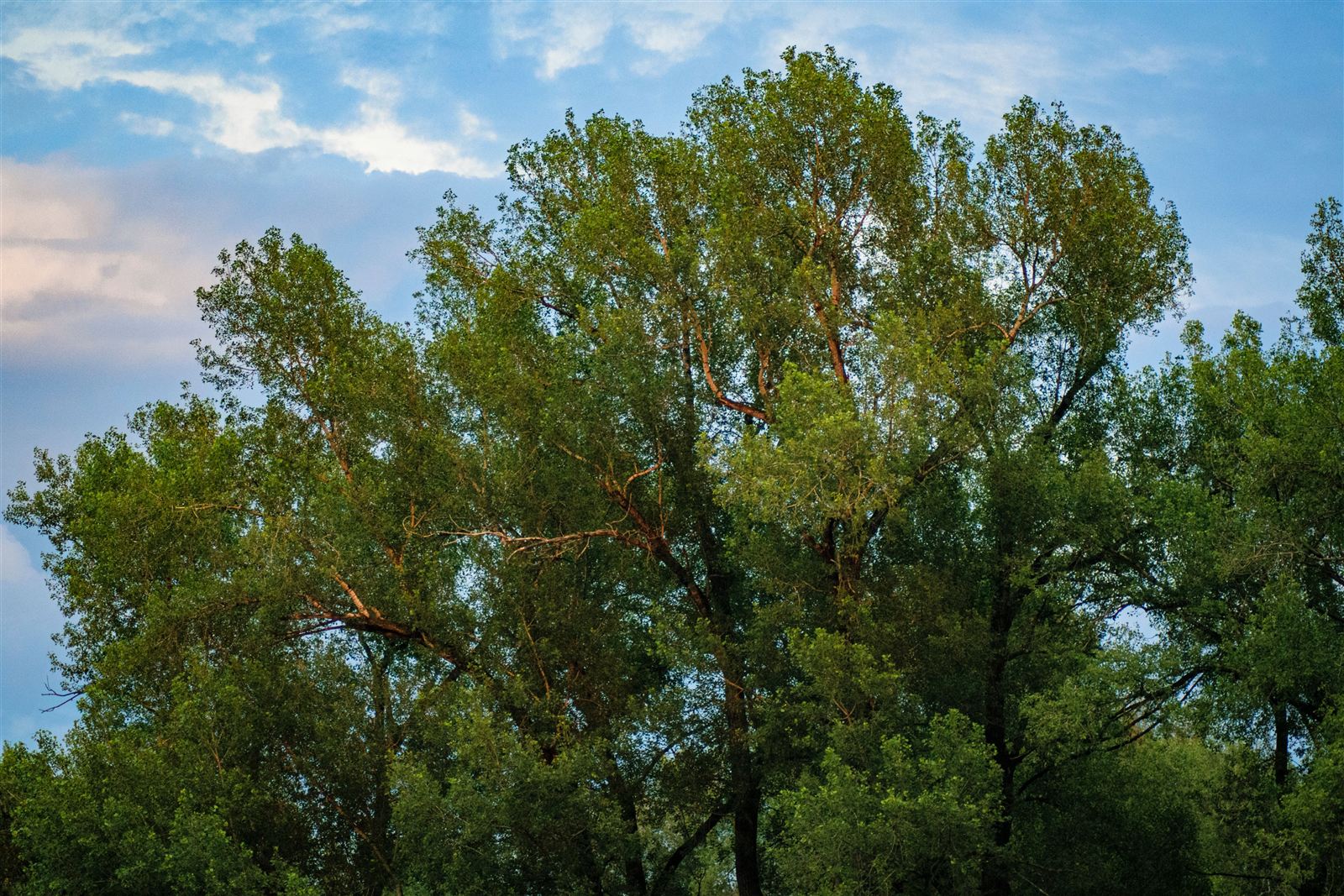 Cottonwood trees in Amarillo, Texas